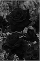 História: &#39;Uma rosa espinhenta - Sterek