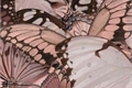 História: Butterfly book (Sycaro, Saikum)