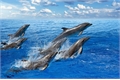 História: Motivos para golfinhos serem os melhores animais por Jotaro.