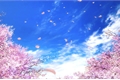 História: Flor de cerejeira - Jikook