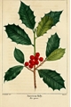 História: Sob um ramo de azevinho