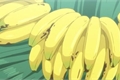 História: Banana-da-Terra