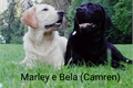 História: Marley e Bela (Camren)