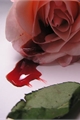 História: Uma rosa n&#227;o pode viver entre vermes!