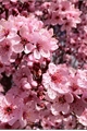 História: &#193;rvore de Sakura