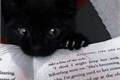 História: Felis Catus; Lost Kitten I (Lightcannon)