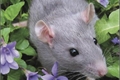 História: A ratinha mais feliz