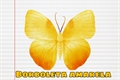 História: Borboleta Amarela