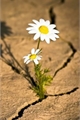 História: Flores no deserto