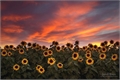 História: O que floresce dentro de n&#243;s.
