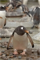 História: Pedrinha de Pinguim- SungHoon (ENHYPEN)