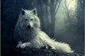 História: The heart of wolves (Song Mingi -Ateez) (abo) (hot)