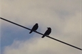 História: Two birds on the same branch.