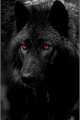 História: Wolf Eyes