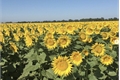 História: Sunflower Summer