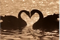 História: &quot;The Wings of Love: The Black Swan and the White Swan&quot;-Nomin