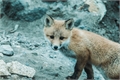 História: Mensagens constantes da pequena raposa