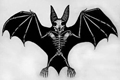 História: A Anatomia de um Morcego