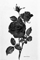 História: A rosa