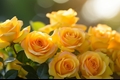 História: Rosas amarelas