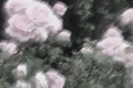 História: Lover. - Imagine Jihyo.