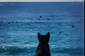 História: O gato e o Mar