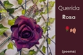 História: Querida Rosa