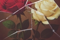 História: &quot;O Trono Entre a Rosa e o Espinho&quot;