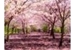 Fanfic / Fanfiction Flores de cerejeira 
