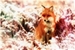 Fanfic / Fanfiction The Secret Of The Fox