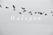 Fanfic / Fanfiction Halcyon