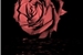 Fanfic / Fanfiction Rosas não devem chorar - Dominick Schreave