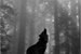 Fanfic / Fanfiction O Segredo de um Lobo