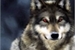 Fanfic / Fanfiction Teen WolfTeen Vampire (interativa)