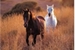 Fanfic / Fanfiction O cavalo hoseok, é a égua taerringui