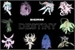 Fanfic / Fanfiction Digimon Destiny