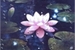 Fanfic / Fanfiction Pequena flor de lótus