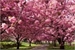Fanfic / Fanfiction As Flores de Cerejeiras