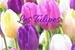 Fanfic / Fanfiction Les Tulipes