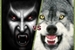 Fanfic / Fanfiction Lobos vs vampiros