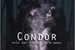 Fanfic / Fanfiction Condor