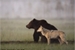 Fanfic / Fanfiction O lobo Sábio e o Urso Corajoso -Breath of the Wild
