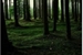 Fanfic / Fanfiction The forest - Interativa