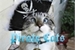Fanfic / Fanfiction Pirate Cats