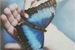 Fanfic / Fanfiction Butterfly Blue