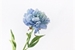 Fanfic / Fanfiction Fleur Bleue