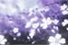 Fanfic / Fanfiction .flores brancas (ML)