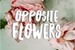 Fanfic / Fanfiction Opposite flowers