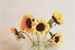Fanfic / Fanfiction Sunflower Feelings