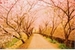 Fanfic / Fanfiction Floresta de Sakuras